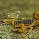 Un escorpión amarillo de Brasil (Tityus serrulatus).